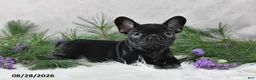 Frenchton dogs for sale: Marshal - Ad 2