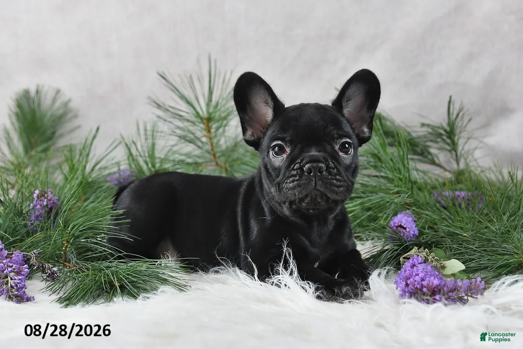 Frenchton dogs for sale: Marshal - Ad 2