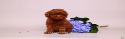 Toy Poodle dogs for sale: Elodie Red Teacup - Ad 15
