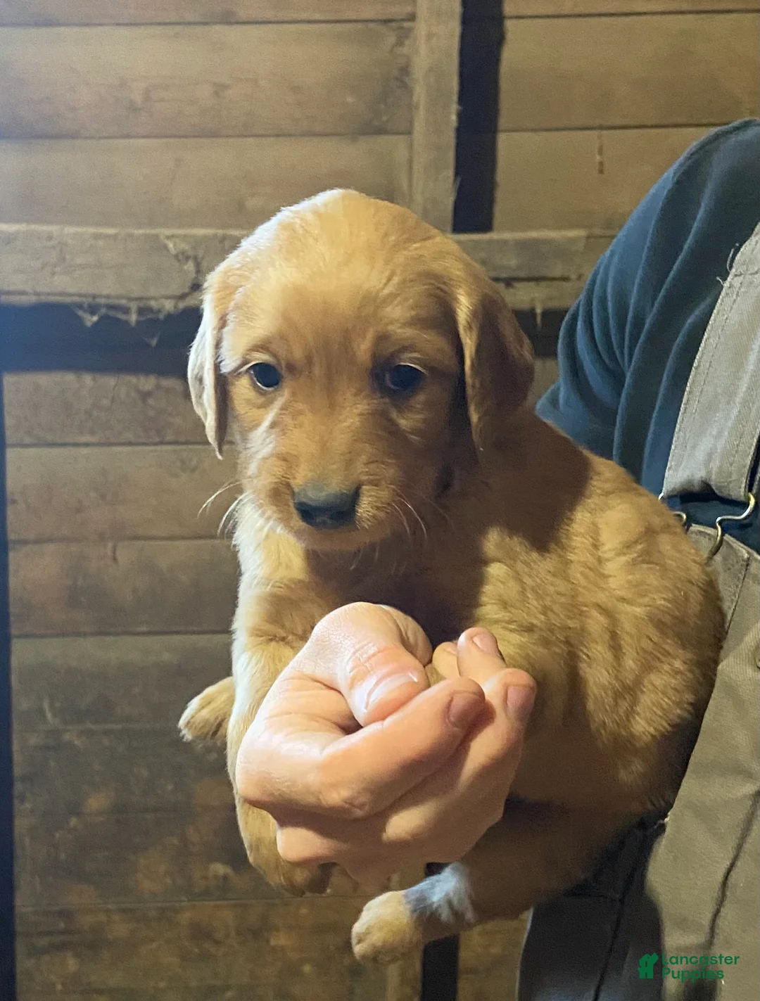 Golden Retriever dogs for sale: Golden Retriever 3(Dk Blue) - Ad 1