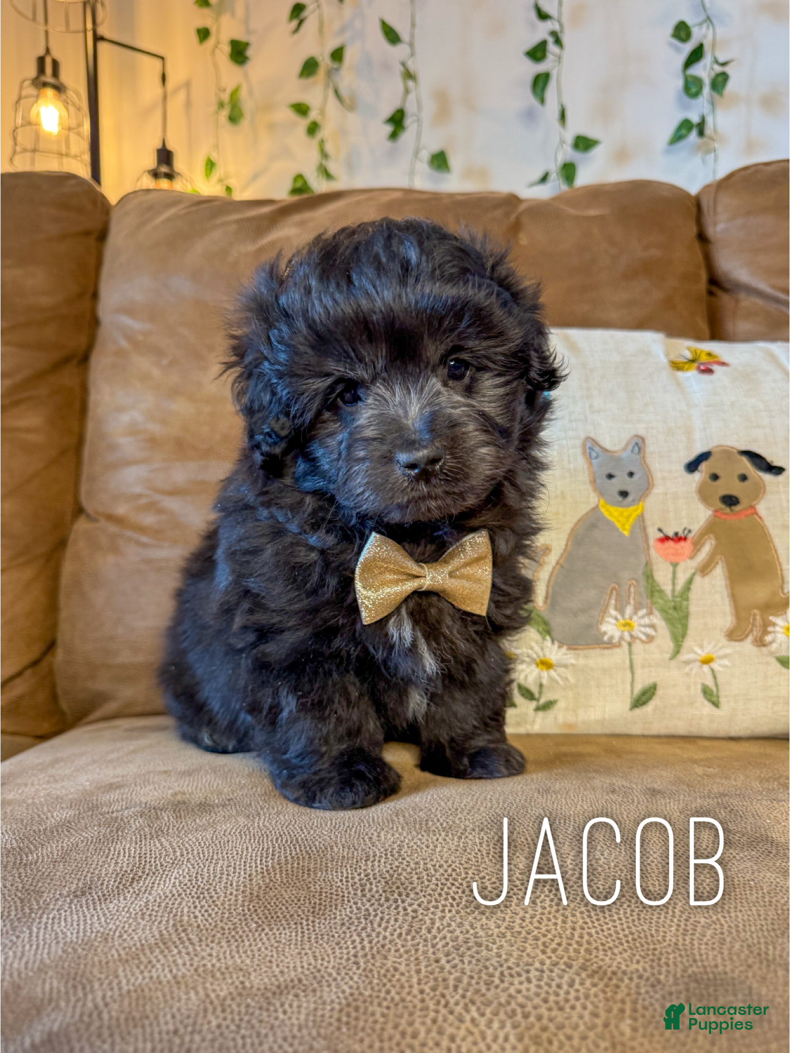 Mini Aussiedoodle dogs Jacob - Ad 1