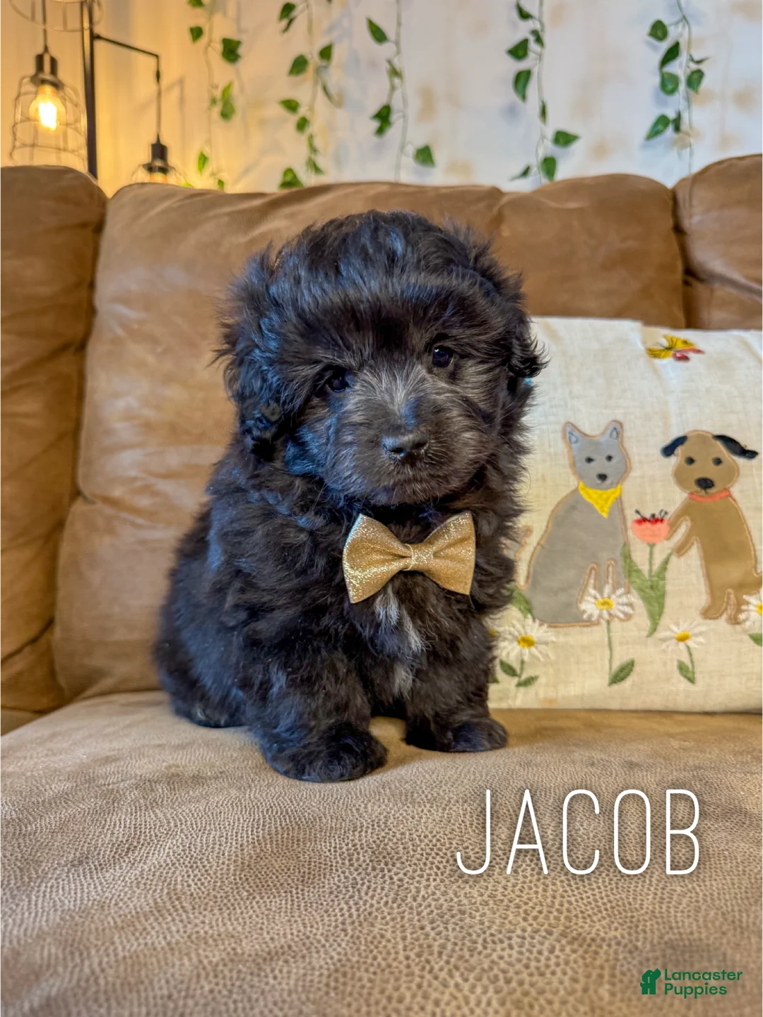 Mini Aussiedoodle dogs for sale: Jacob - Ad 1