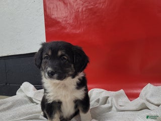 Mixed Breed dogs Mixed Breed Puppy 2amy - Ad 33