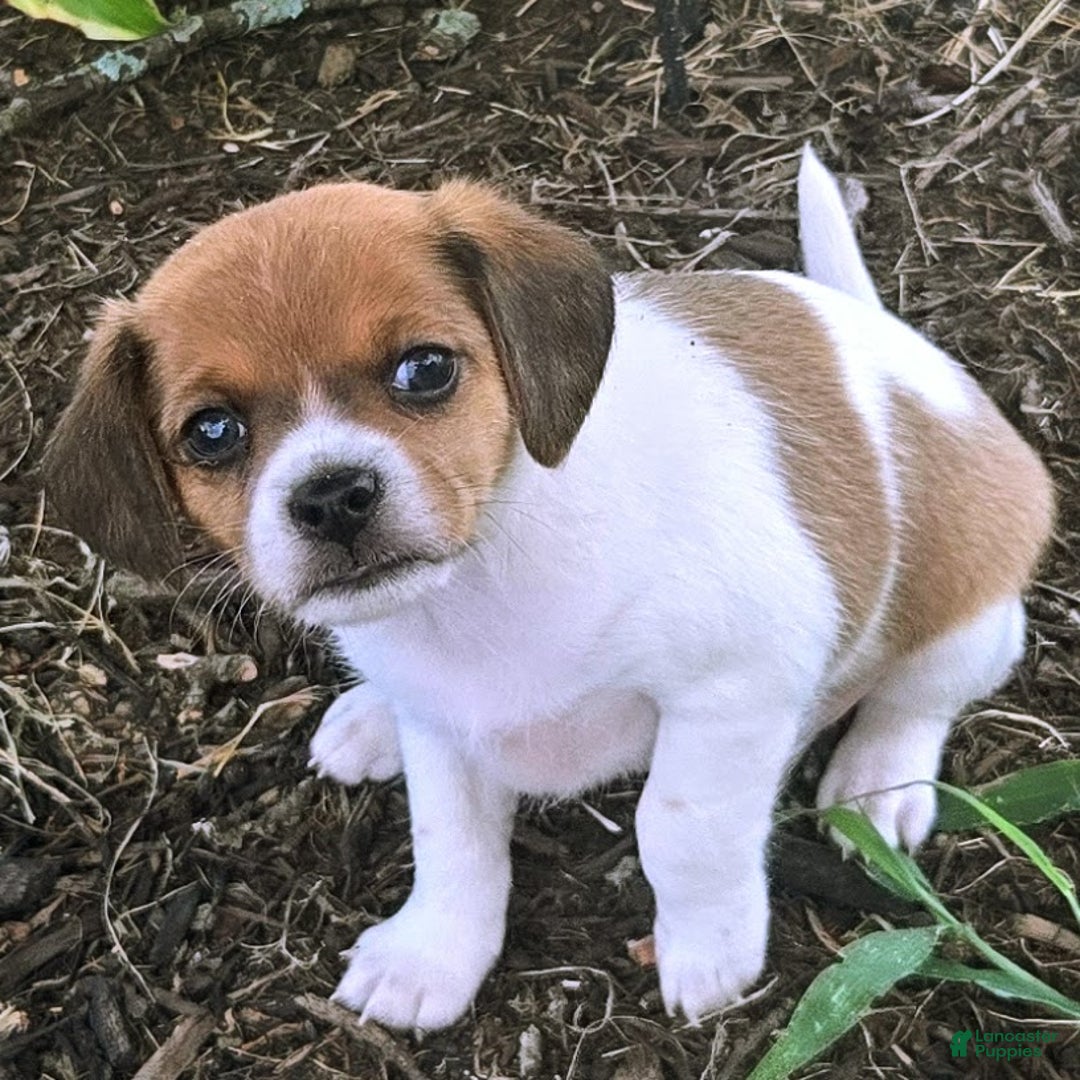 Beagle dogs for sale: Maui Queen Elizabeth Pocket Beagle - Ad 7