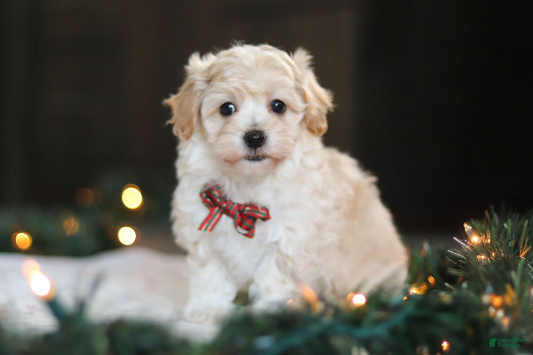 Havapoo dogs for sale: Blue - Ad 6