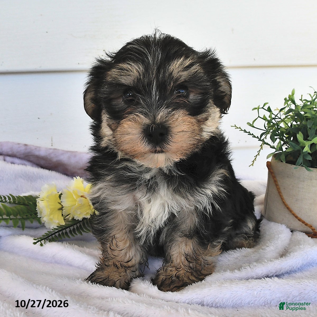 Morkie dogs for sale: Mor  - Ad 1