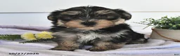 Morkie dogs for sale: Mor  - Ad 1