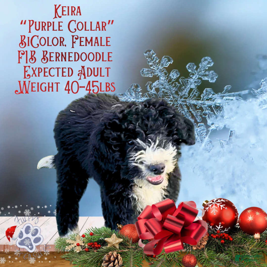 Mini Bernedoodle dogs for sale: Keira “Lavender Collar” Female - Ad 5