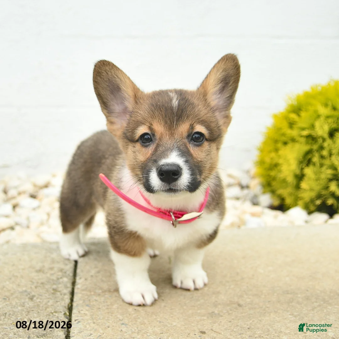 Welsh Corgi Pembroke dogs for sale: Beauty  - Ad 1