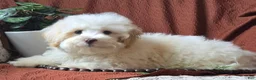Mixed Breed dogs for sale: Cloud - Ad 2