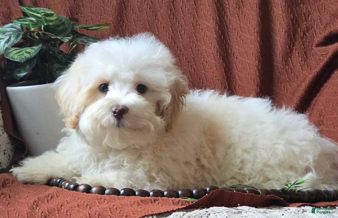 Mixed Breed dogs for sale: Cloud - Ad 2