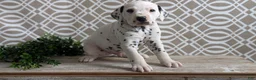 Dalmatian dogs for sale: Tyson - Ad 12