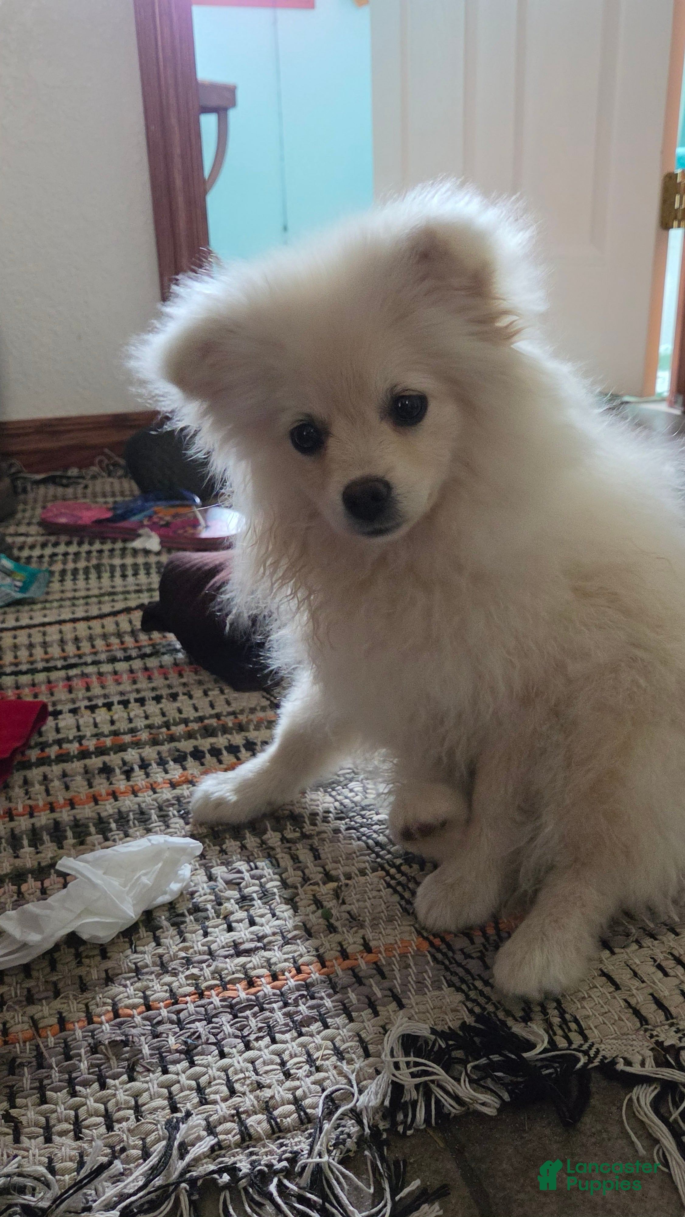 Pomeranian dogs Cameron - Ad 1