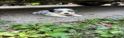 Australian Shepherd dogs for sale: Australian Shepherd 5 - Ad 2