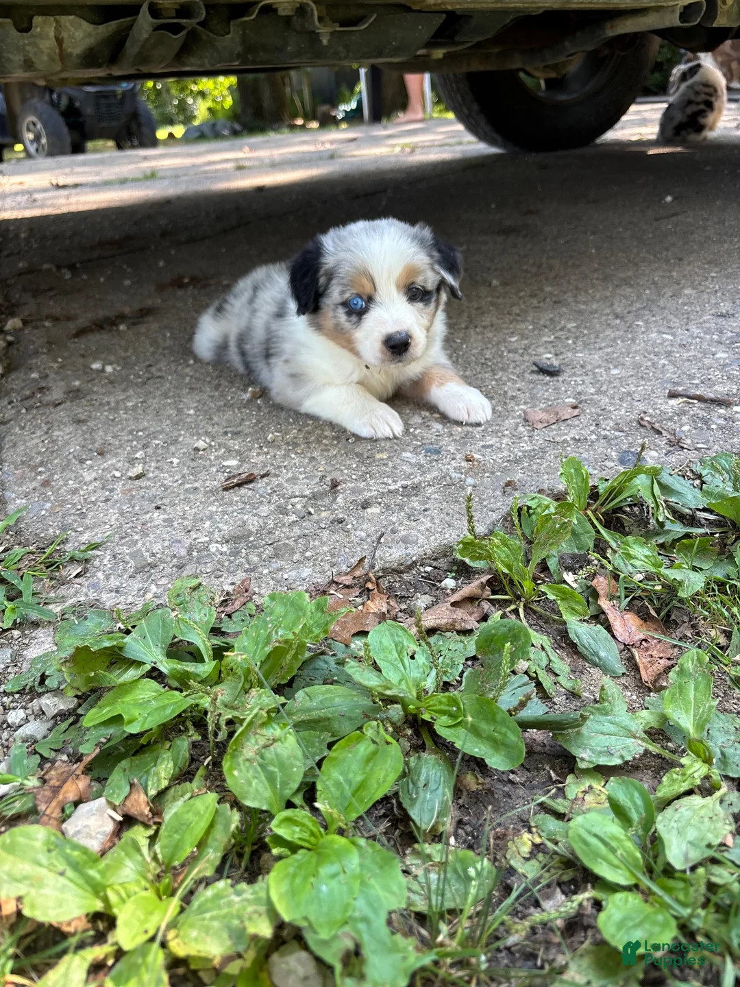 Australian Shepherd dogs for sale: Australian Shepherd 5 - Ad 2