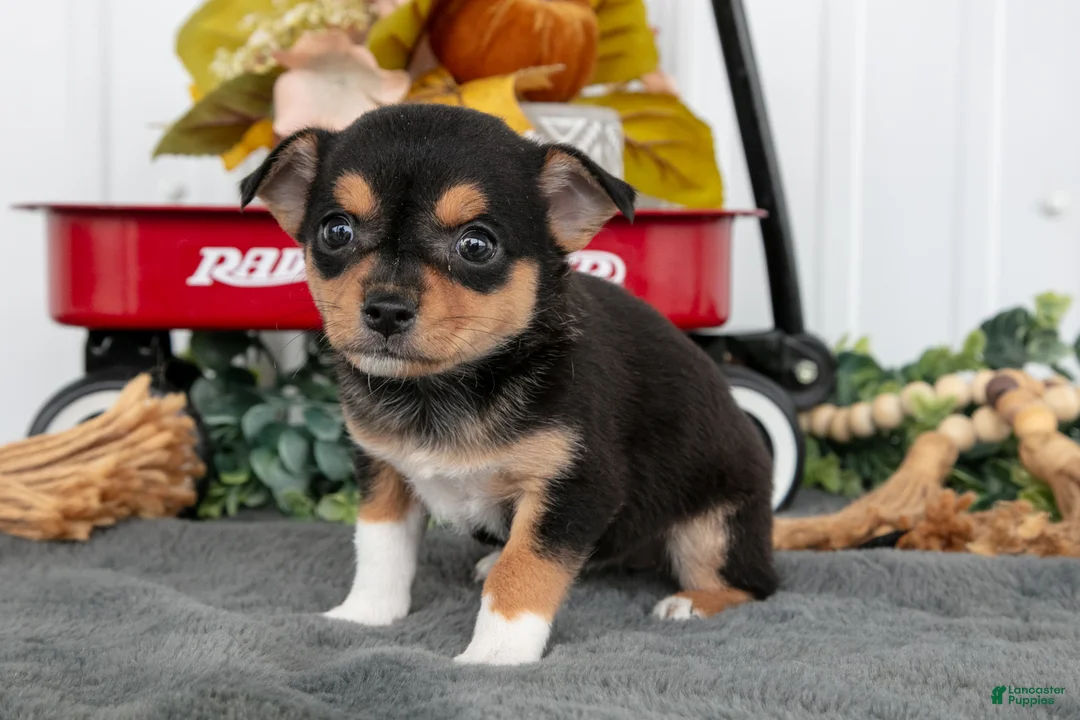 Chihuahua dogs for sale: Faye - Ad 3