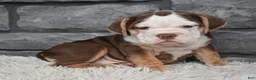 Beabull dogs for sale: Tessa  - Ad 4