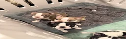 Boston Terrier dogs for sale: Tony Hawk  - Ad 3