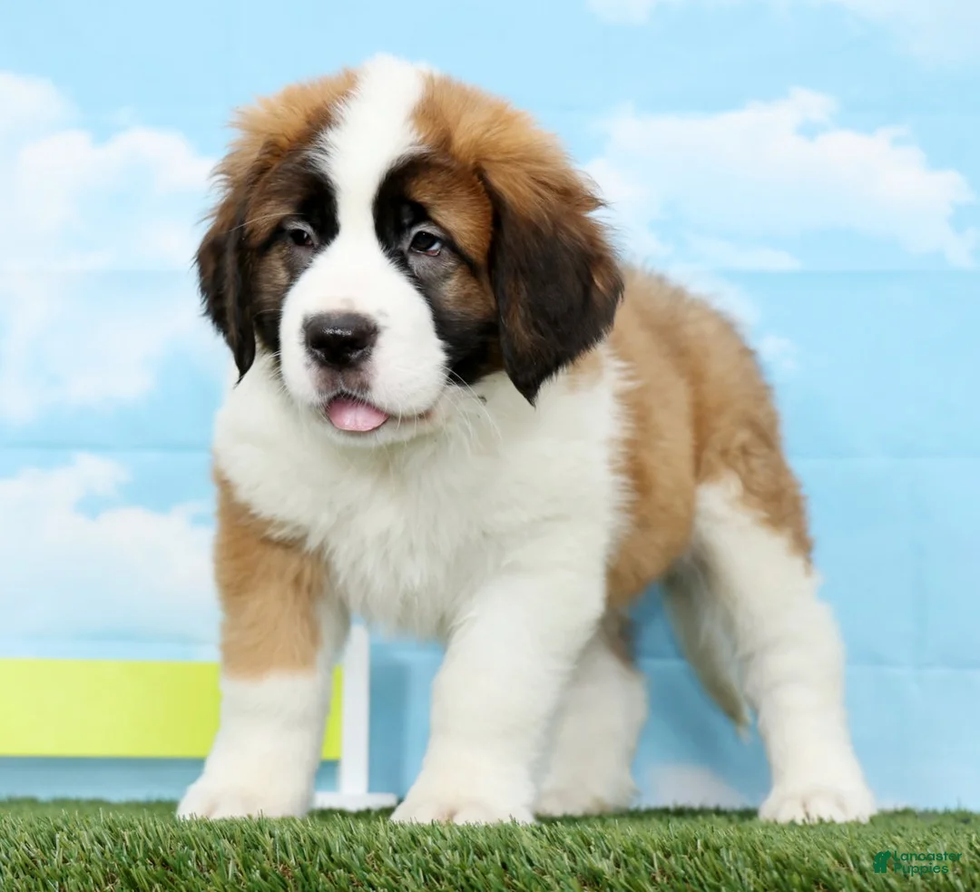 Saint Bernard dogs for sale: Tammy - Ad 5