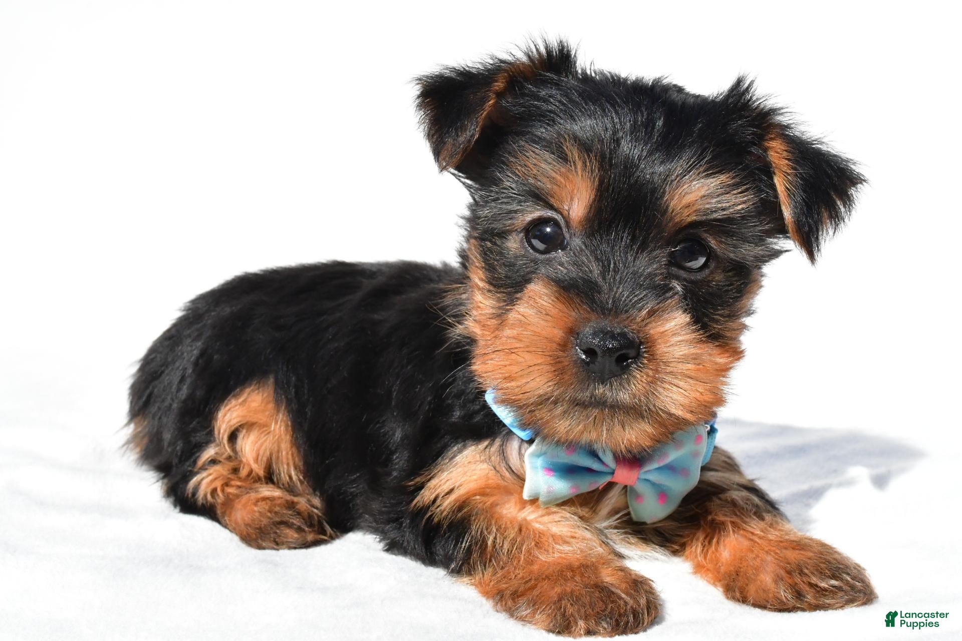 Yorkshire Terrier dogs for sale: Jack - Ad 1