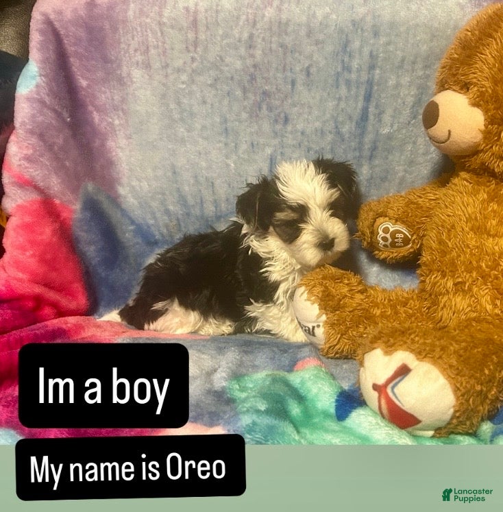 Yorkshire Terrier dogs Yorkshire Terrier Puppy 5 - Ad 15