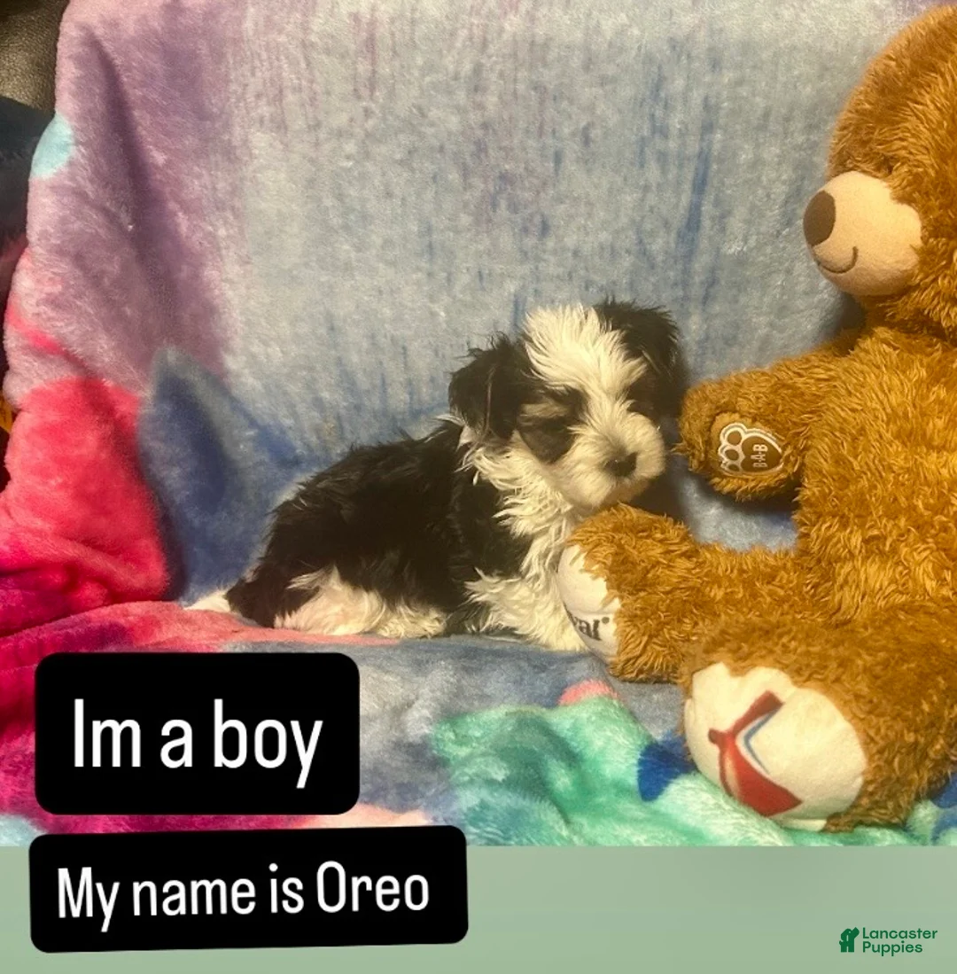 Yorkshire Terrier dogs for sale: Yorkshire Terrier Puppy 5 - Ad 1