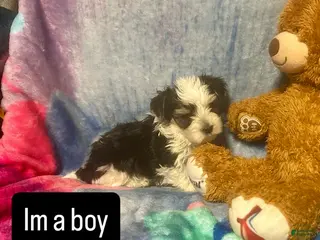 Yorkshire Terrier dogs Yorkshire Terrier Puppy 5 - Ad 15