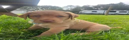 Labrador Retriever dogs for sale: Scooby - Ad 4