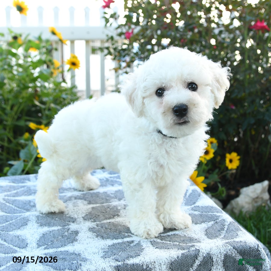 Bichon Frise dogs Blackberry - Ad 1