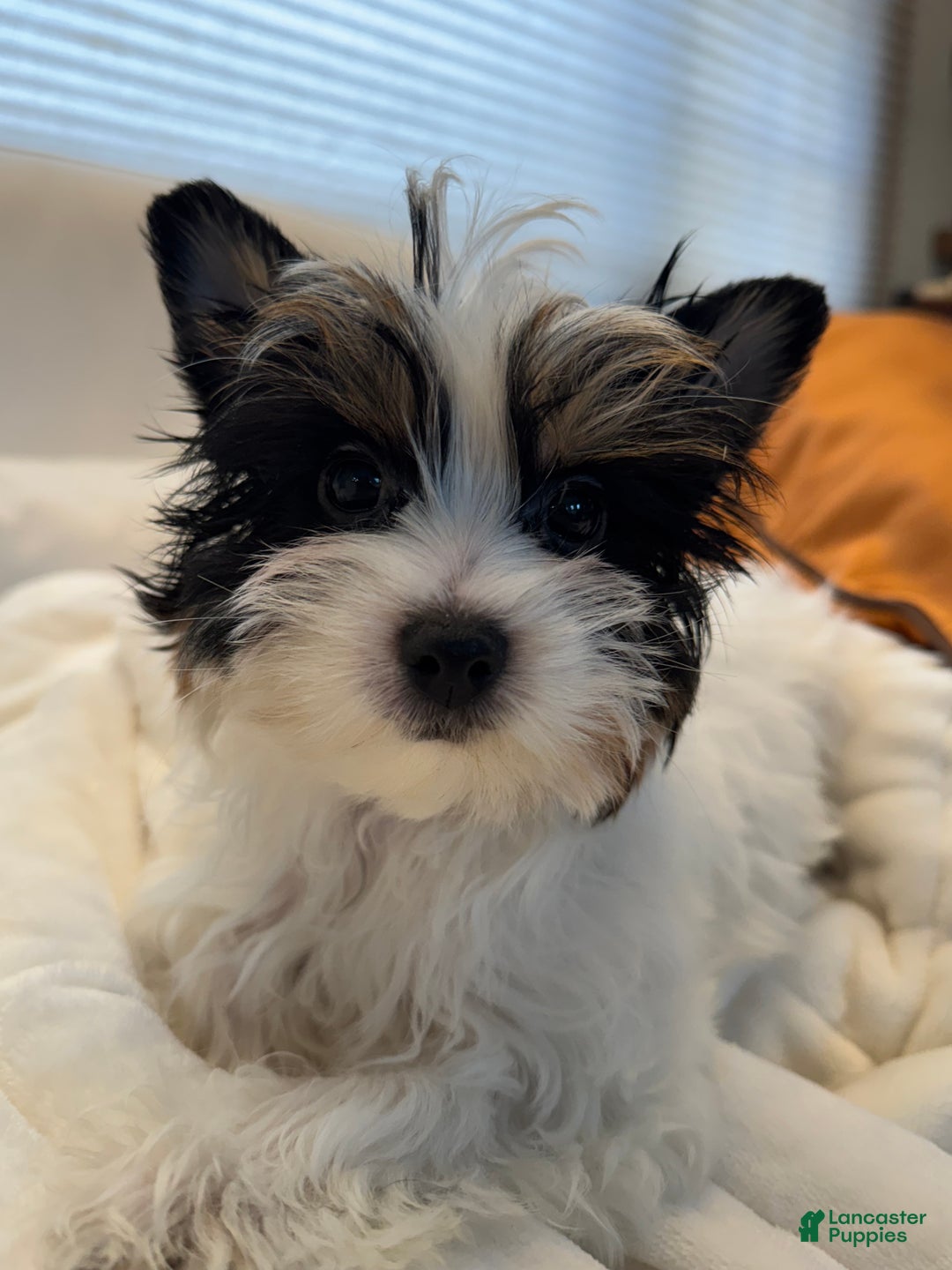 Yorkshire Terrier dogs for sale: Yorkshire Terrier Puppy 1 - Ad 2