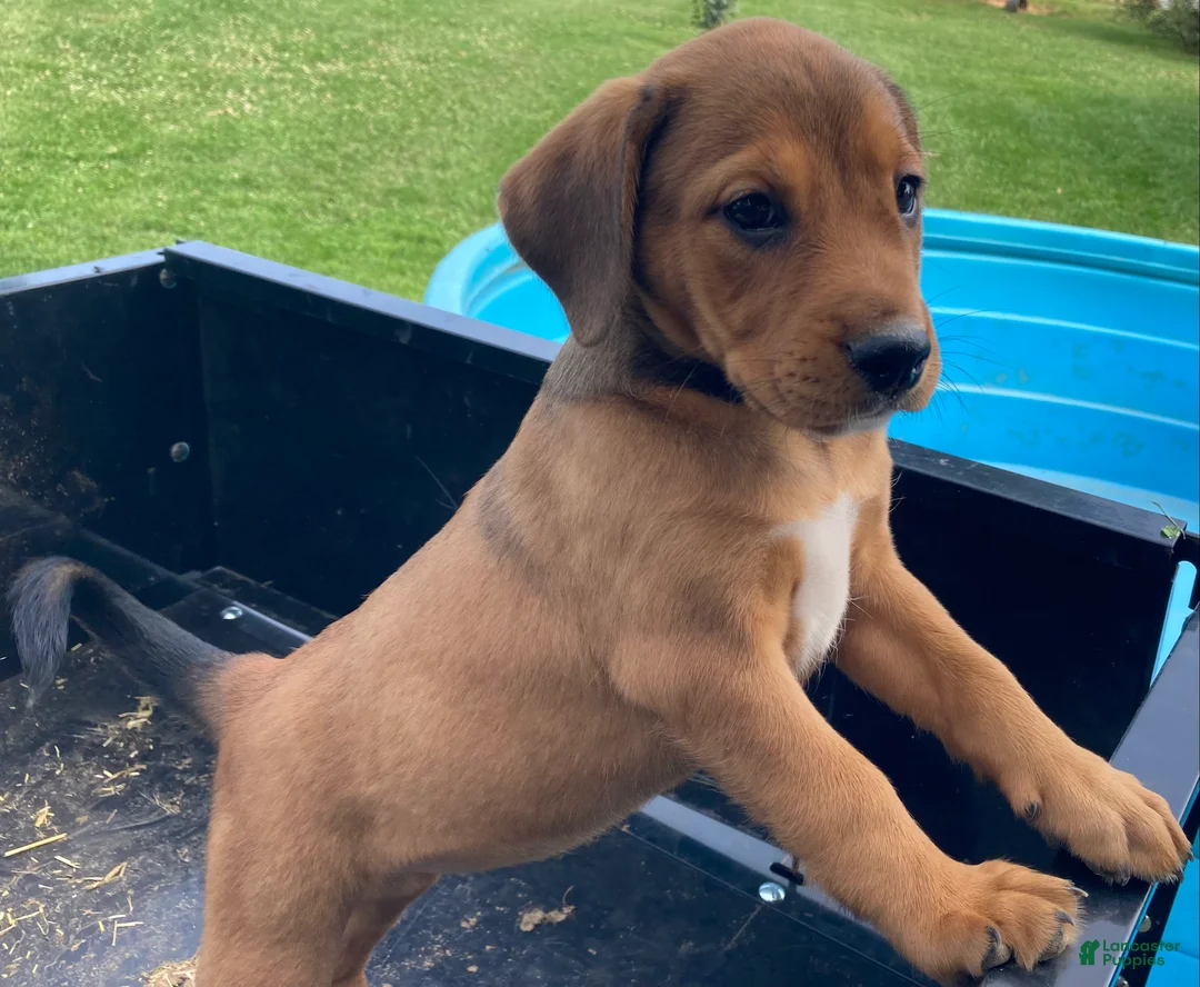 Mixed Breed dogs for sale: Millie - Ad 2
