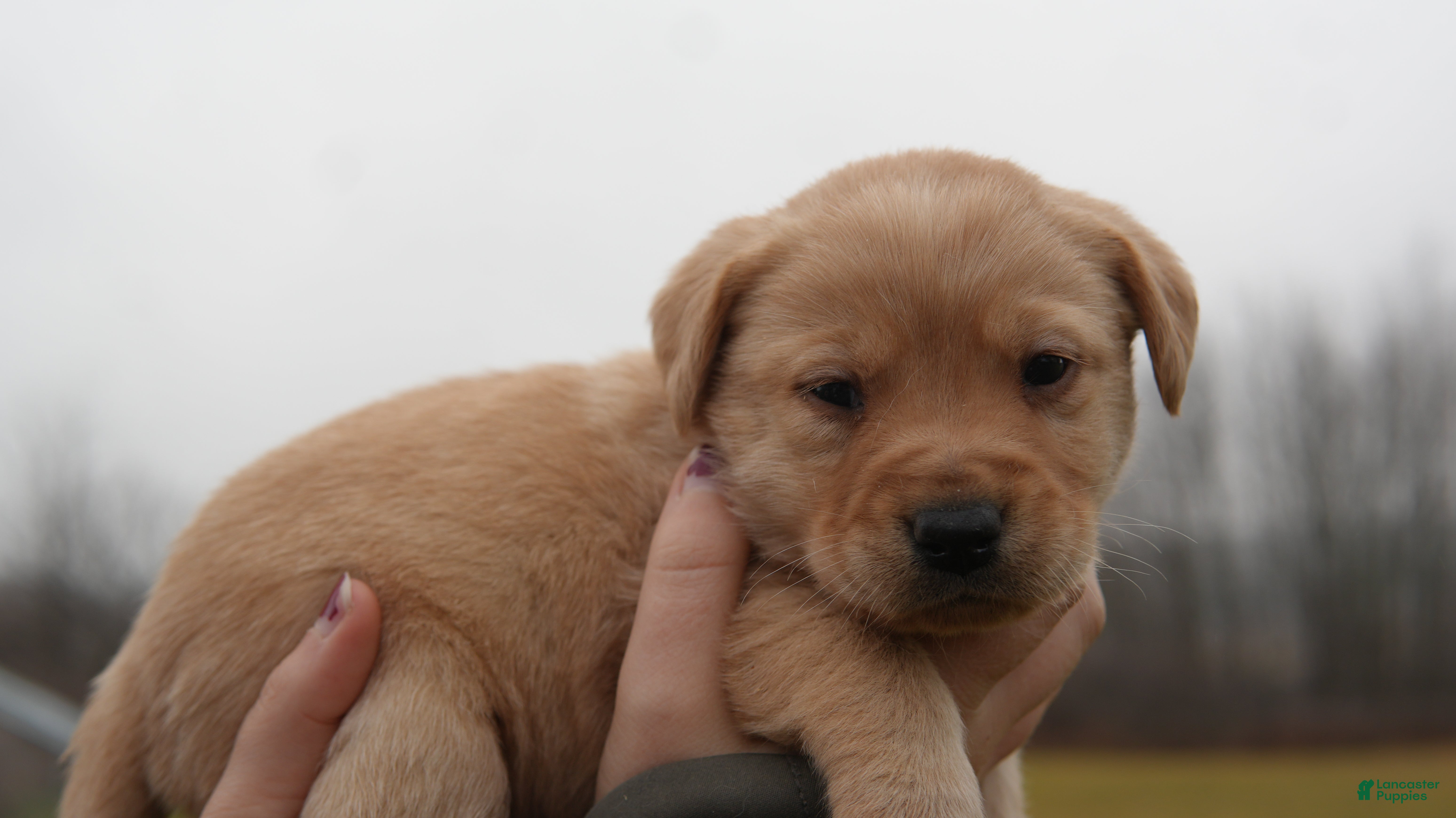 Labrador Retriever dogs Lila - Ad 6