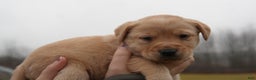 Labrador Retriever dogs for sale: Lila - Ad 1