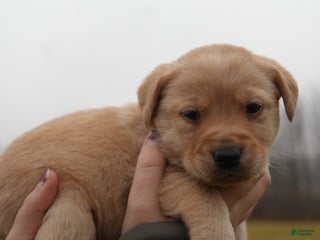 Labrador Retriever dogs Lila - Ad 2