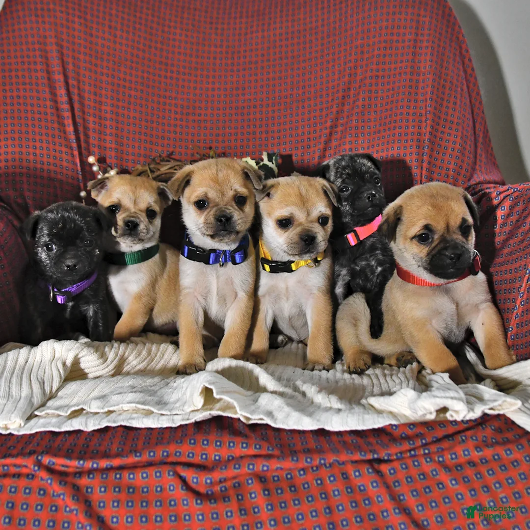 Gallery Image {{count}}