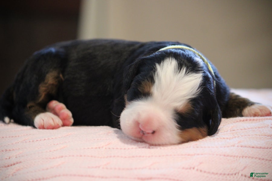 Bernese Mountain Dog dogs Petals - Ad 1