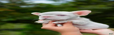 ASAP! EXOTIC PINK Male in California - USA Delivery & Financing Options!