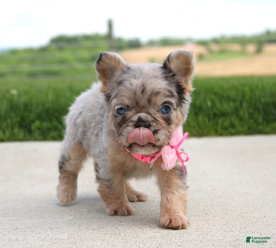 French Bulldog dogs for sale: Macie - Ad 2