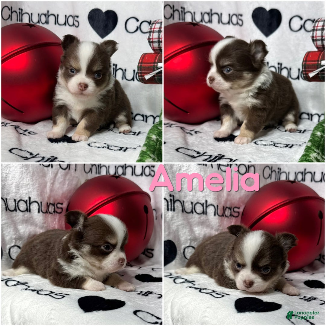 Chihuahua dogs for sale: Amelia Chocolate Tri LC - Ad 2