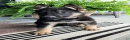 German Shepherd dogs for sale: Lightning - Ad 2