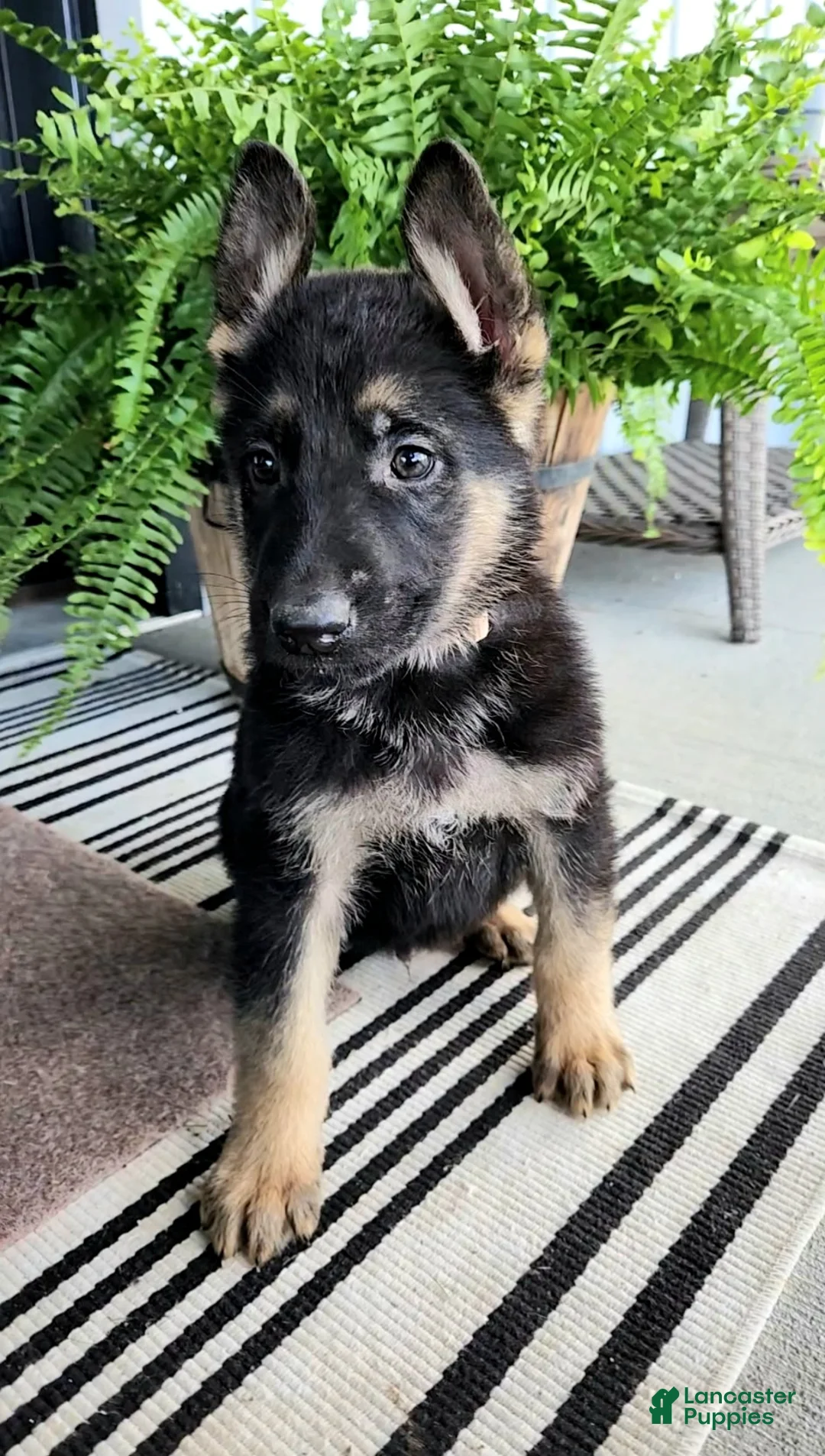 German Shepherd dogs for sale: Lightning - Ad 2