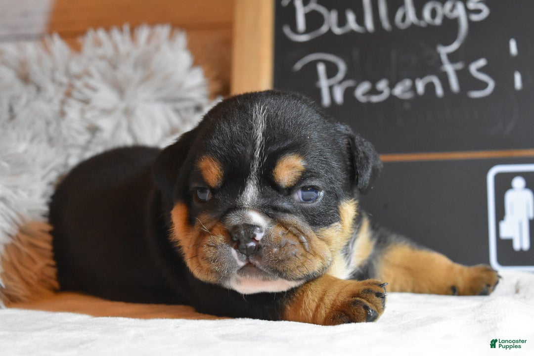English Bulldog dogs for sale: Stanley - Ad 3