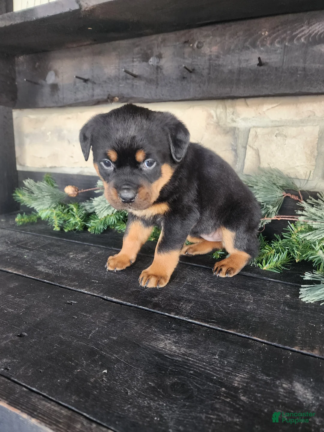 Rottweiler dogs for sale: Bella - Ad 3