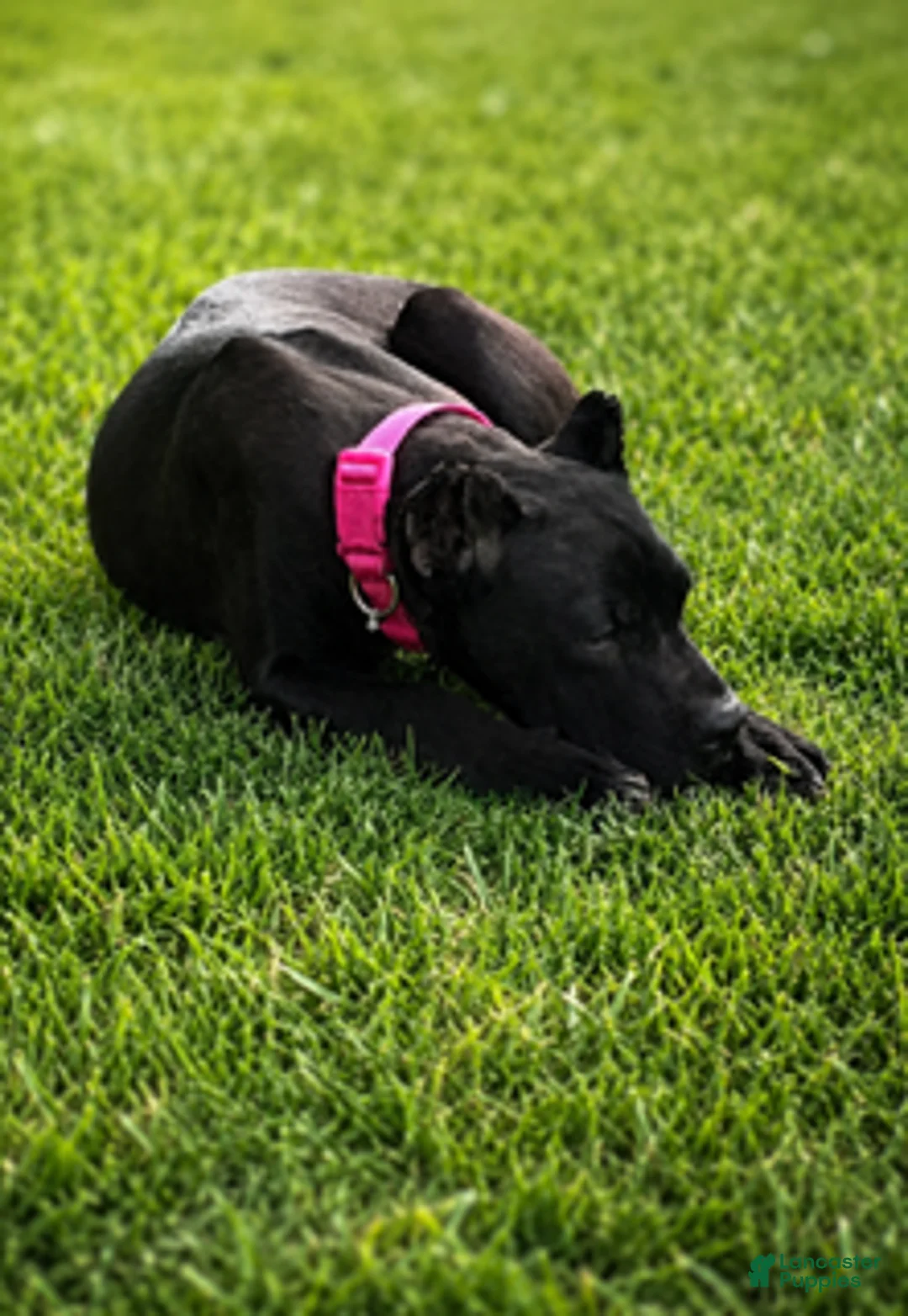 Cane Corso dogs for sale: Evvie - Ad 2