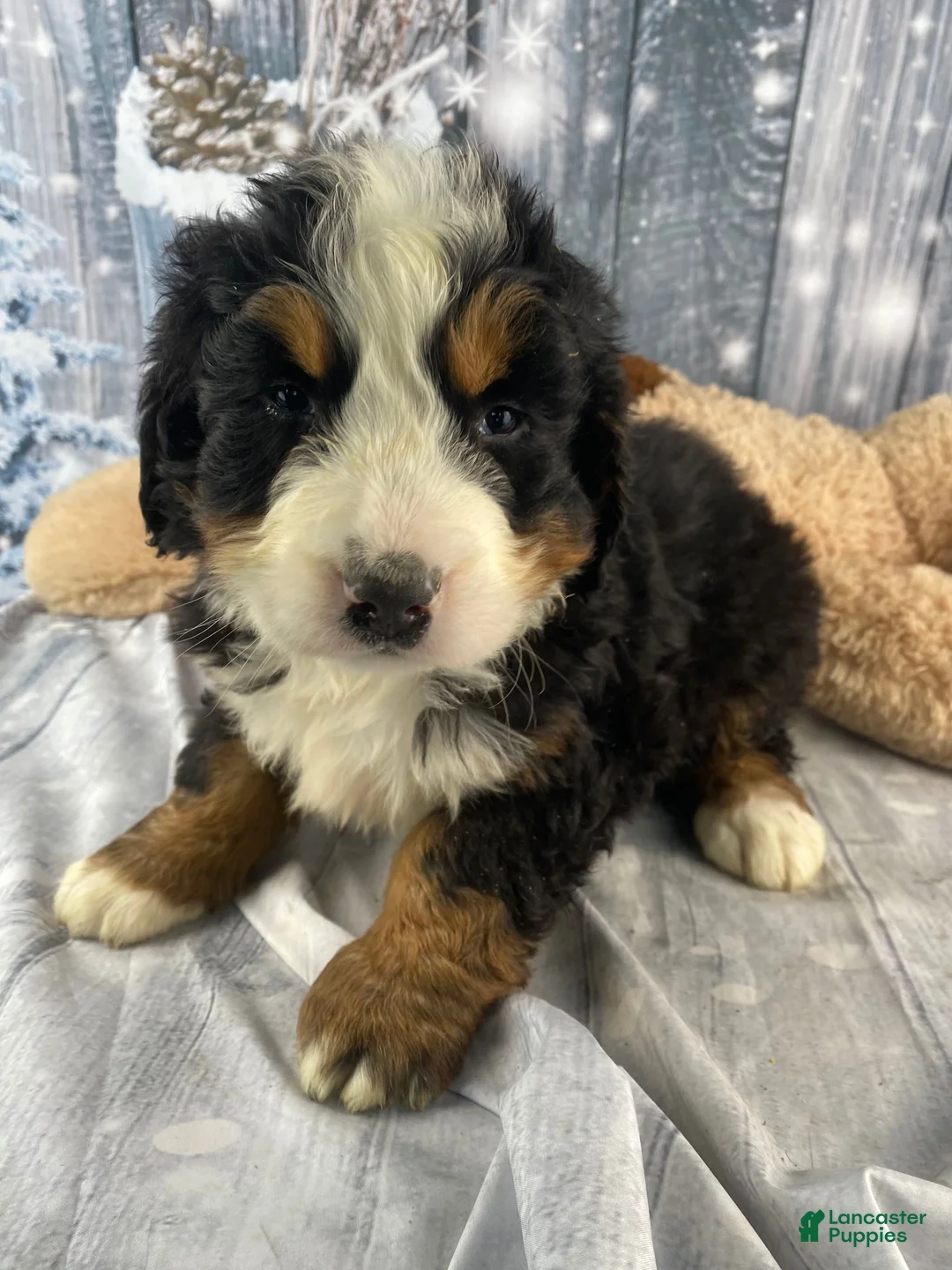 Bernese Mountain Dog dogs for sale: Sonny - Ad 10