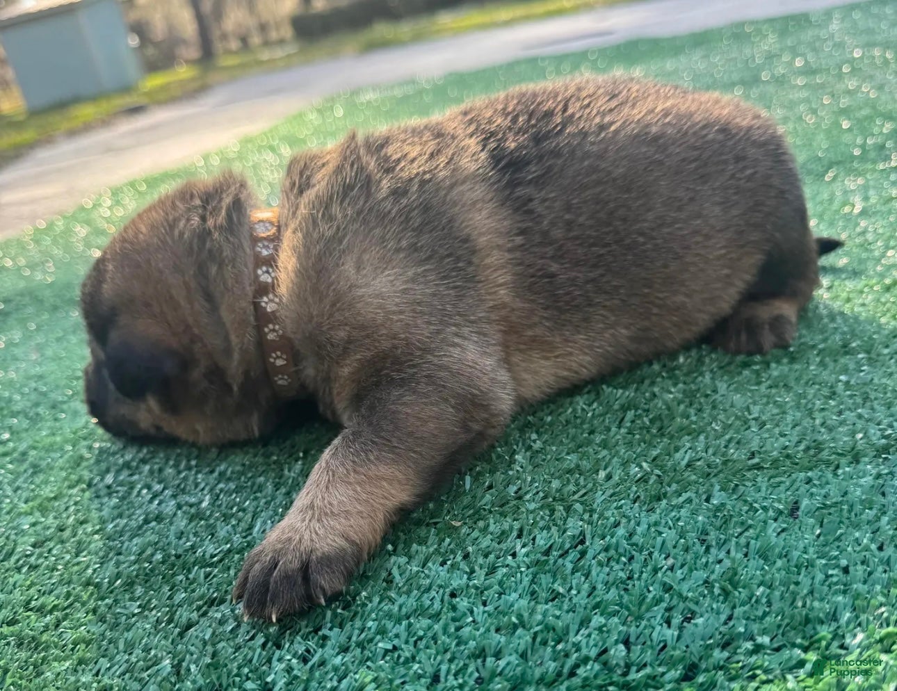 German Shepherd dogs German Shepherd Brown  - Ad 2