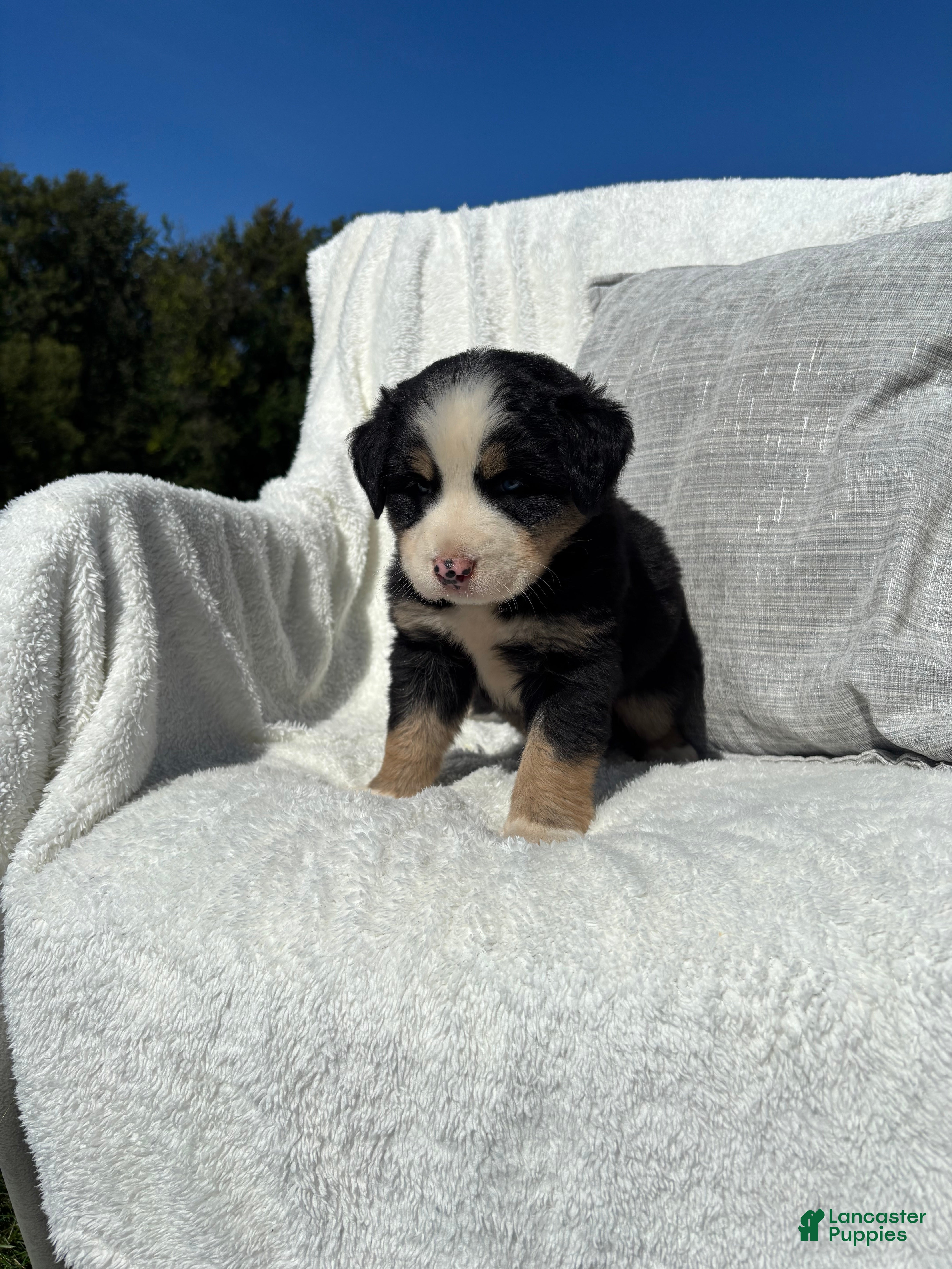 Mixed Breed dogs Mixed Breed 2 - Ad 2