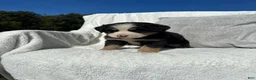 Mixed Breed dogs for sale: Mixed Breed 2 - Ad 2