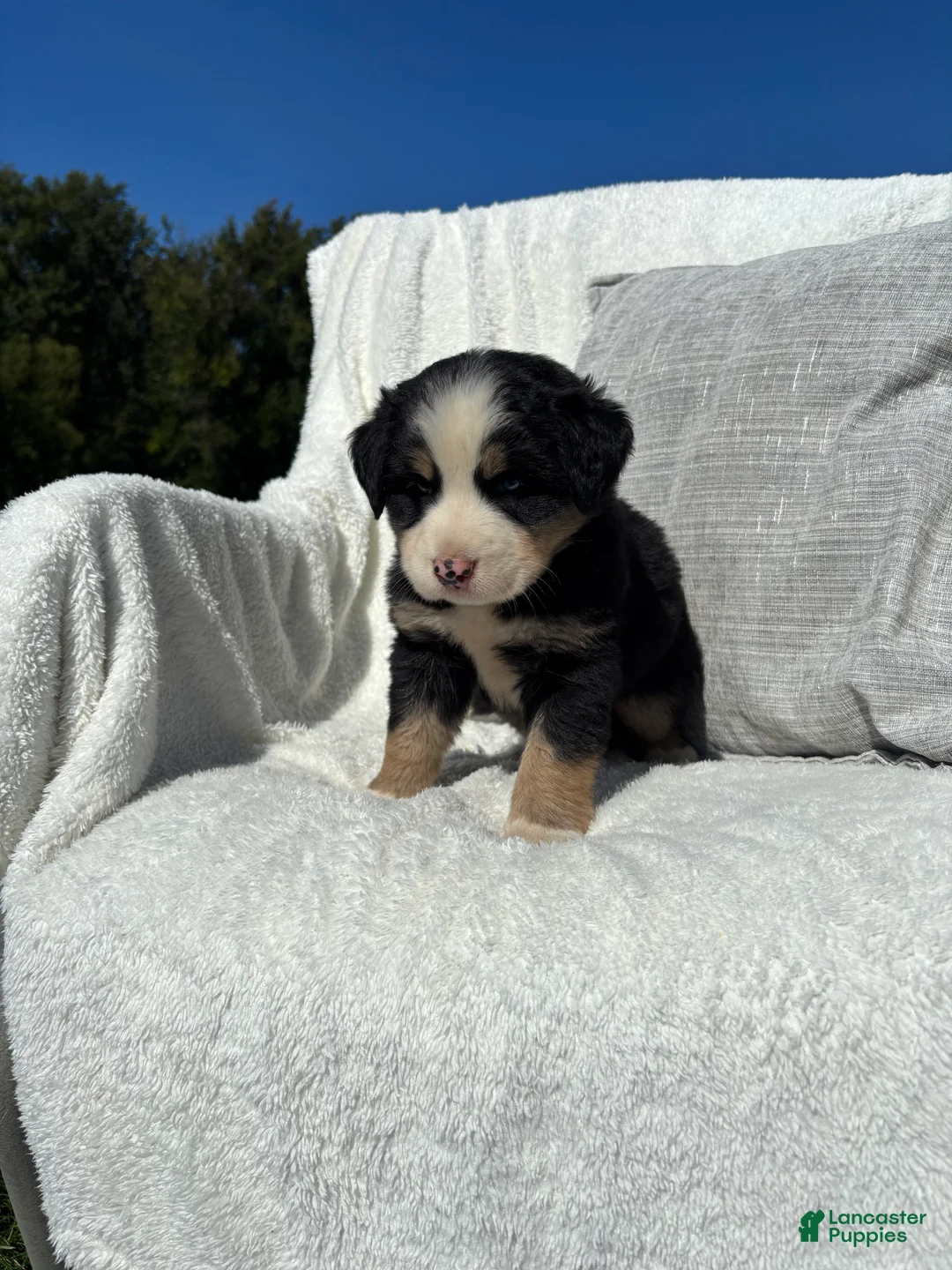 Mixed Breed dogs for sale: Mixed Breed 2 - Ad 2