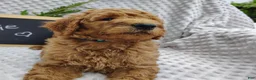 Mini Goldendoodle dogs for sale: Cutie boy - Ad 5
